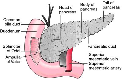 Annular pancreas | definition of annular pancreas by Medical dictionary