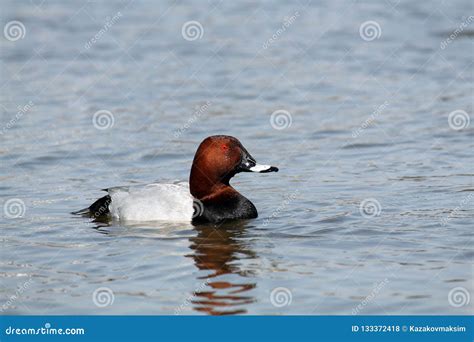 Male Common Pochard Aythya Ferina In Bright Nuptial Plumage Stock Photo