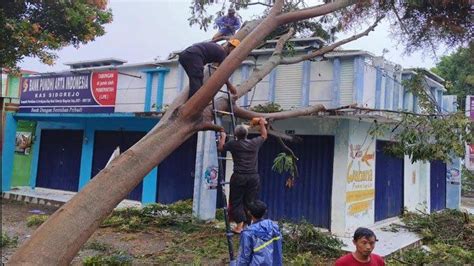 Akibat Hujan Dan Angin Kencang Puluhan Pohon Tumbang Tutup Akses Jalan