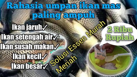 UMPAN IKAN MAS PALING JITU DAN AMPUH MANCING IKAN MAS SUSAH MAKAN