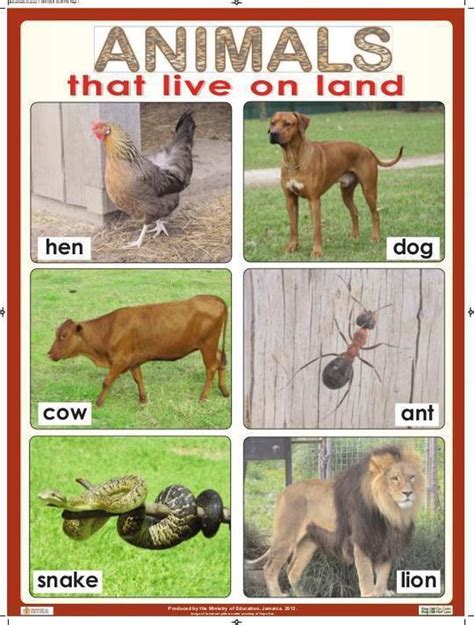 Mammals That Live On Land