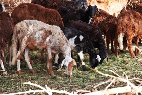 Cabras Na Pequena Aldeia Do Rio Nilo Sud O Frica Imagem De Stock