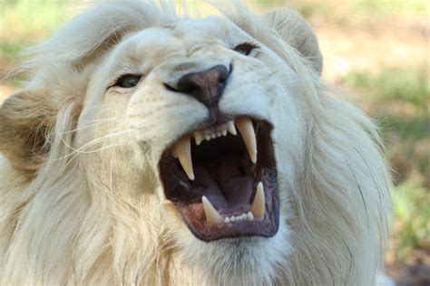 Banco de imagens : animais selvagens, jardim zoológico, juba, Predador ...