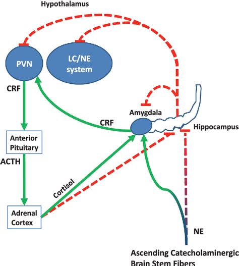 Development Of The Hpa Axis Where And When Do Sex Differences Manifest