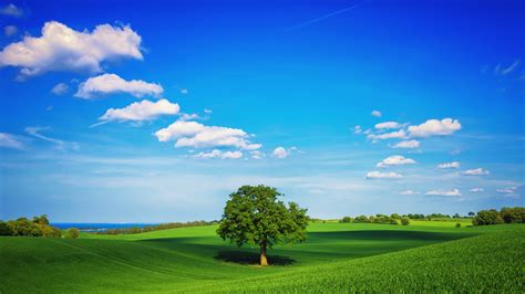 Grass And Sky Wallpaper 71 Images