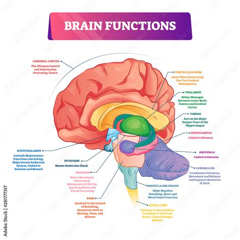 Brain Functions Vector Illustration Labeled Explanation Organ Parts Scheme Stock Vector Adobe