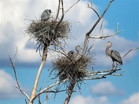 Great Blue Heron Nesting (All You Need To Know) | Birdfact