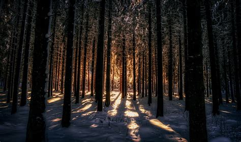 HD wallpaper: pine tree lot, dark, winter, sunlight, snow, trees ...