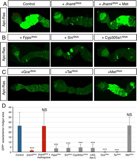 Jh Activity Is Required For Apc Ras Induced Tumor Growth A