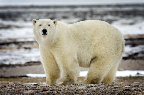 Meet the Majestic Arctic Animals of Nunavut - Travel Nunavut