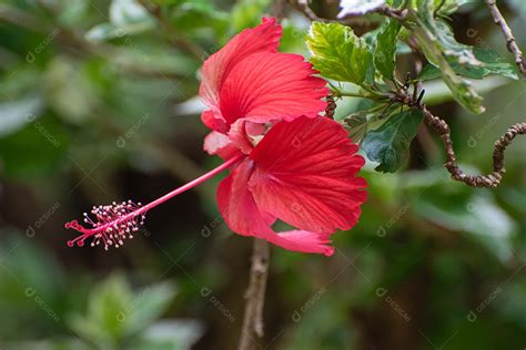 Hibisco Linda Flor De Hibisco Vermelho No Jardim Luz Natural