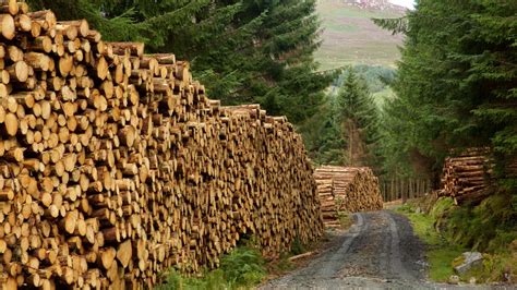 Log prices continue to rise in Finland - U.S. Logs & Lumber 