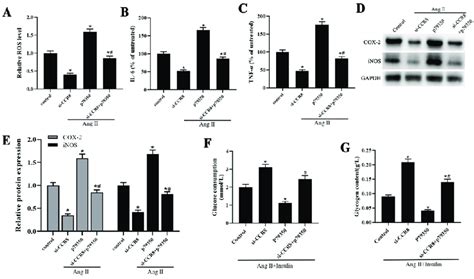 Si Ccr Alleviates Ang Ii Induced Ros Generation And Inflammation In