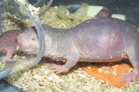 Naked Mole Rat Images