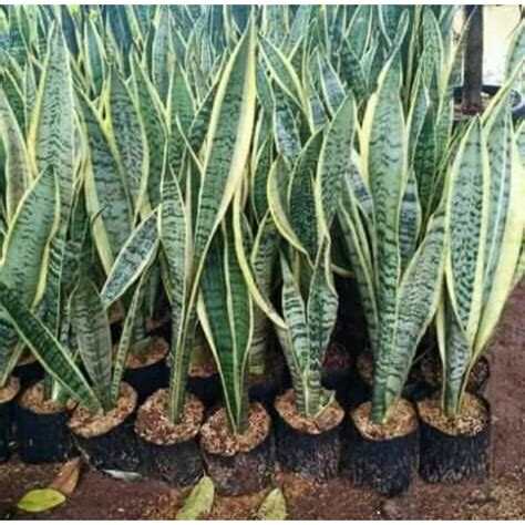 Jual Sansevieria Trifasciata Lidah Mertua Kuning Tanaman Hias Shopee