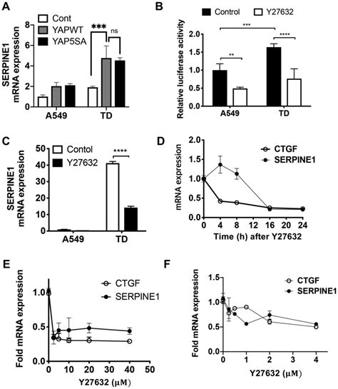 Crosstalk between YAP and TGFβ regulates SERPINE1 expression in