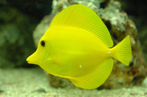 Peces Y Plantas Ornamentales Zebrasoma Flavescens Pez Cirujano Amarillo