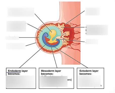 germ layers Diagram | Quizlet