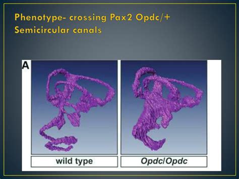 PPT The Opdc Missense Mutation Of Pax2 Has A Milder Than Loss Of