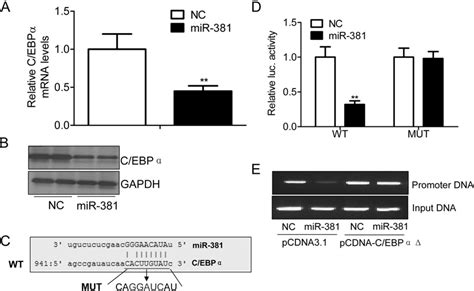 miR 381 suppresses C EBPα expression via binding directly to a