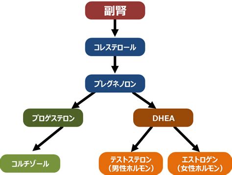 副腎ホルモン 京橋ウェルネスクリニック（宮澤医院）