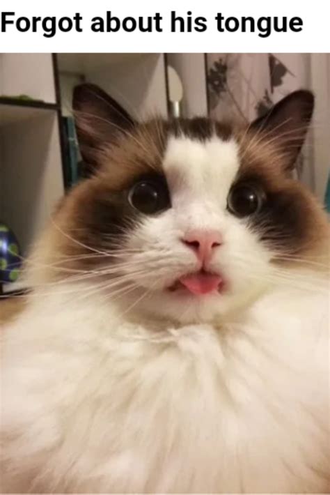 Joshie Marie — Ragdoll Cat With Tongue Read More