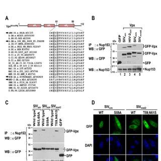 Interaction Between Lentiviral Vpx And Human Nup Is Evolutionarily