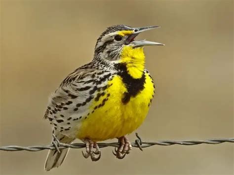 Top 15 Oregon Bird Species Must See Types W Pictures Love The Birds