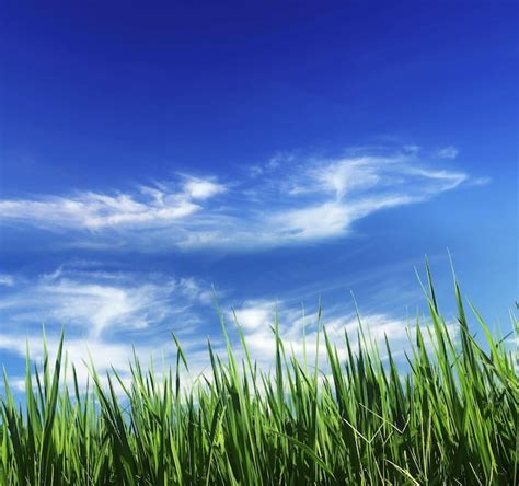 Premium Photo | Green Grass and Blue Sky