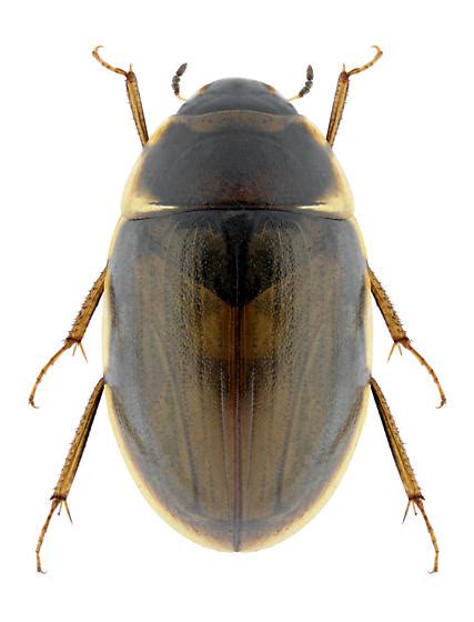 Hydrophilidae - Laccobius - BugGuide.Net