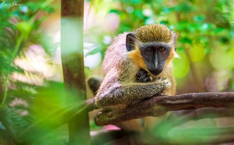 Barbados Wildlife Reserve: Exploring Barbados | Lizzy Davis