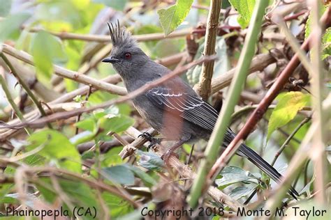 Phainopepla