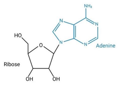 Ijms Free Full Text Adenosine Signaling In Mast Cells And Allergic