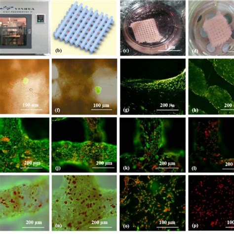 Islet cell composition and secretions. Islet cells are generally ...