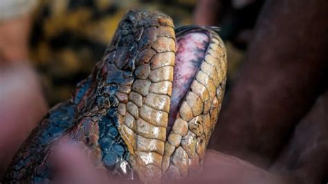 Gigantic New Snake Species Discovered In Amazon Rainforest CNN In