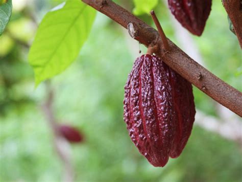 80 agricultores de cacao mejoran su producción con prácticas eco