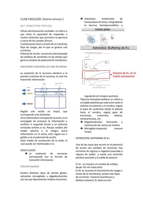 Clase Sistema Nervioso Fisiologia Clase Fisiolog A Sistema Nervioso