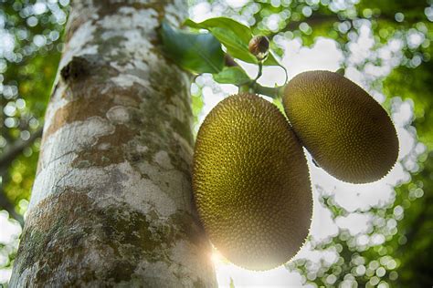 8 Jackfruit Health Benefits Nutrition And Side Effects Selfdecode Supplements