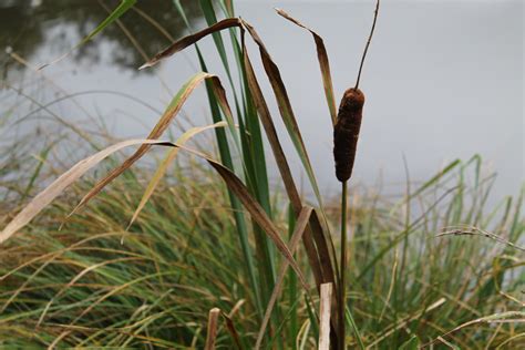 What Are Marsh Reeds At Robert Choate Blog