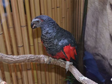 The Online Zoo - Pesquet's Parrot