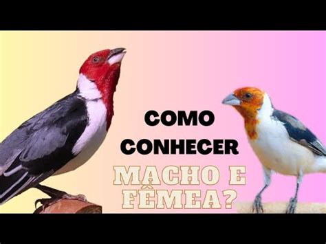 Como Diferenciar O Galo De Campina Macho Da F Mea Cardeal Do Nordeste