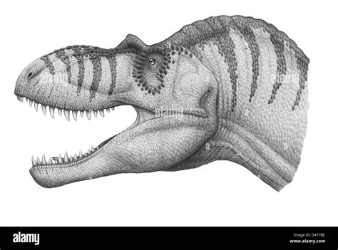 Albertosaurus Sarcófago Un Género De Dinosaurios Terópodos Tyrannosaurid Durante El Período