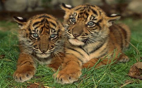 Sumatran Tiger Cubs Two Baby Tigers : Wallpapers13.com