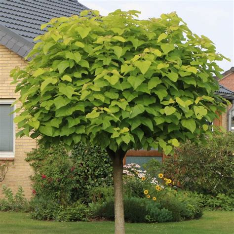 - Kuglasta katalpa - Catalpa bignonioides ''Globosa'' - Rasadnik ...