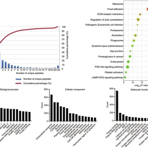 Proteomic Analyses Of The Exosomes From Testicular Endothelial Cells