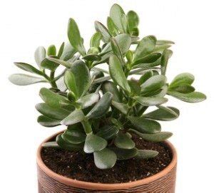 Jade Plant - Money Plant for Good Luck - Symbolism & Superstition