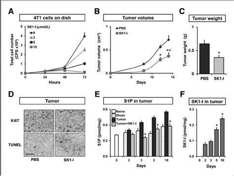 Inhibition Of Sphk1 Decreases Growth Of 4t1 Luc2 Mammary Tumors A