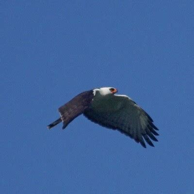 Black-and-white Hawk-Eagle (Spizaetus melanoleucus) :: BirdWeather