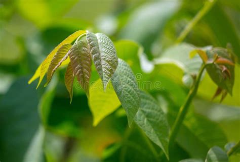 Leaves on a walnut tree stock image. Image of green - 225331337