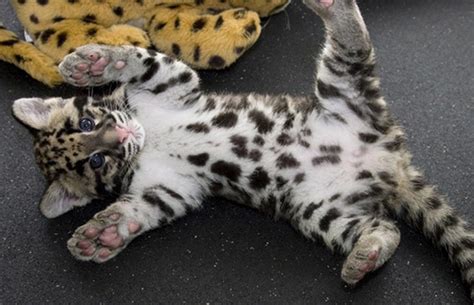 165 best Baby Ocelot images on Pholder | Aww, Babybigcatgifs and Pics